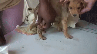 Poor little puppy with moist mangoworms!