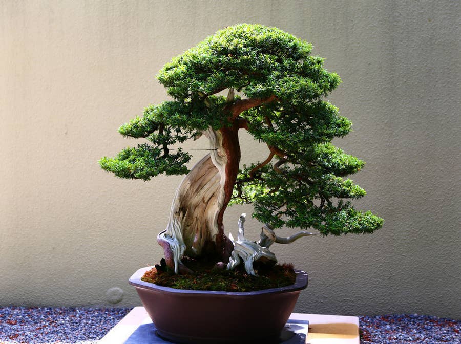 These Floating Bonsai Trees Look Like Actual Magic