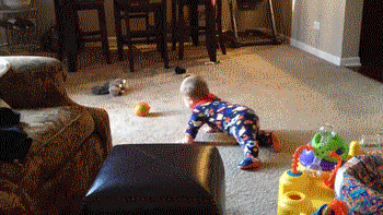 The toy stealing dog!