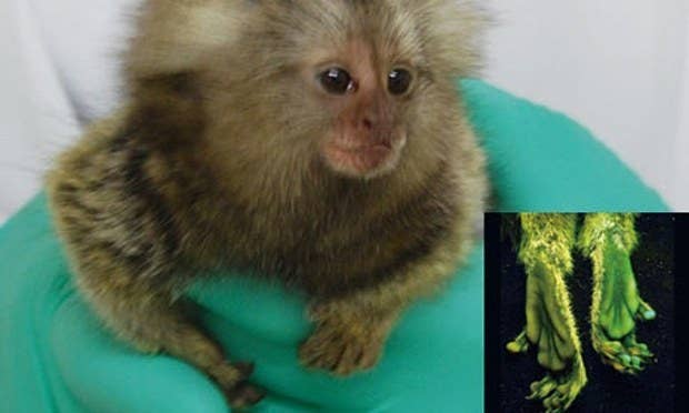 New Genetically Engineered Monkeys Show “Autism-Like” Behaviors