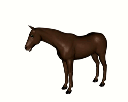 The Awkward Horse
