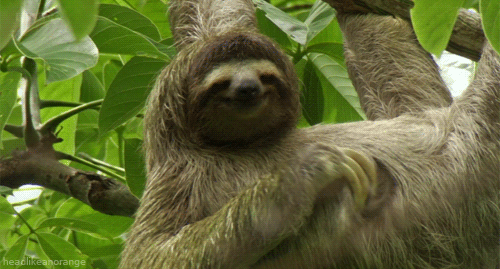Sloth