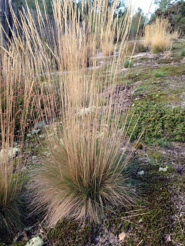 The Gigantic Grass Identification Quiz (UK)