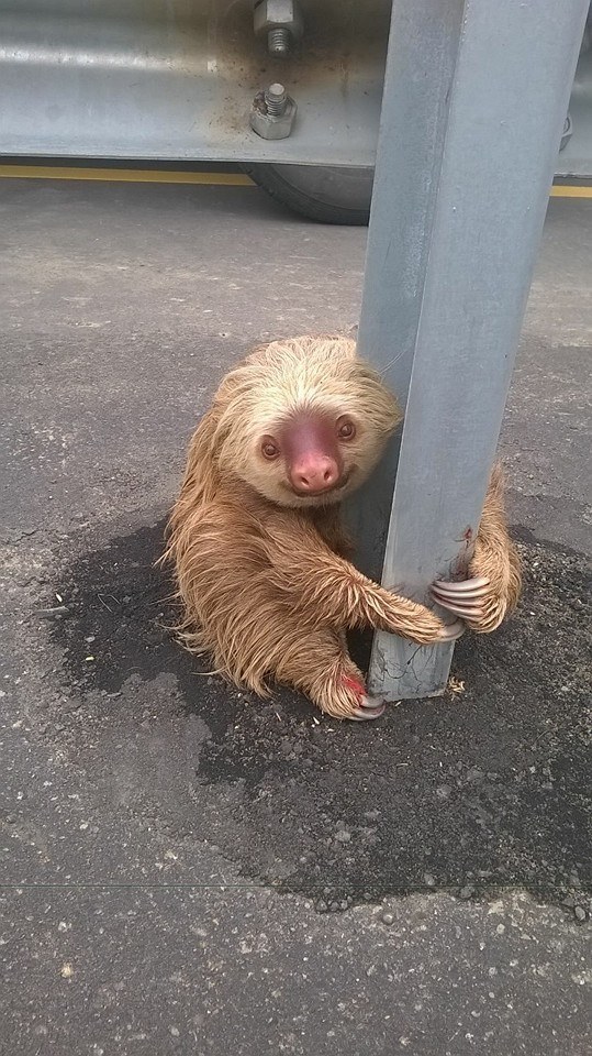 Las autoridades se lo llevaron a un veterinario, quien le dio el visto bueno y lo dejo regresar a casa.