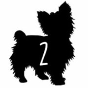 Find Your Dream Puppy On Dallas Craigslist Updated Daily - 87dczep