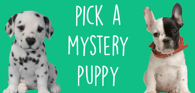 Find Your Dream Puppy On Dallas Craigslist Updated Daily - z3m2m59