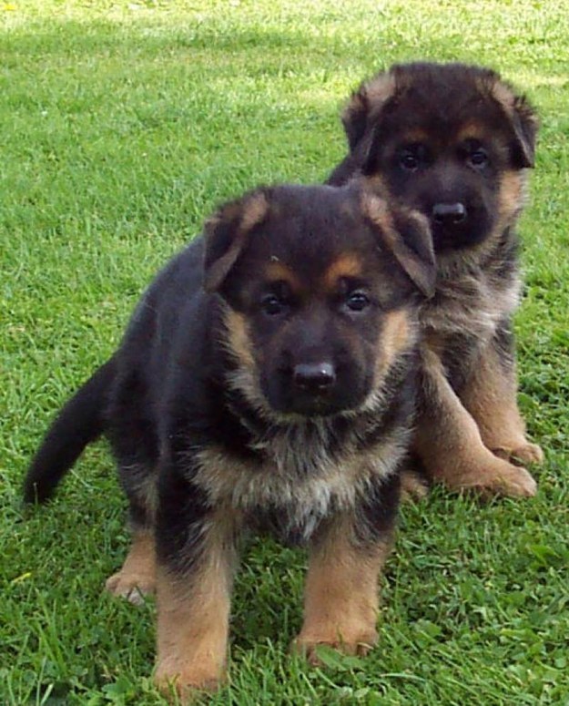Prince and Duke!