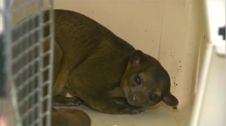 Pet Kinkajou Cage