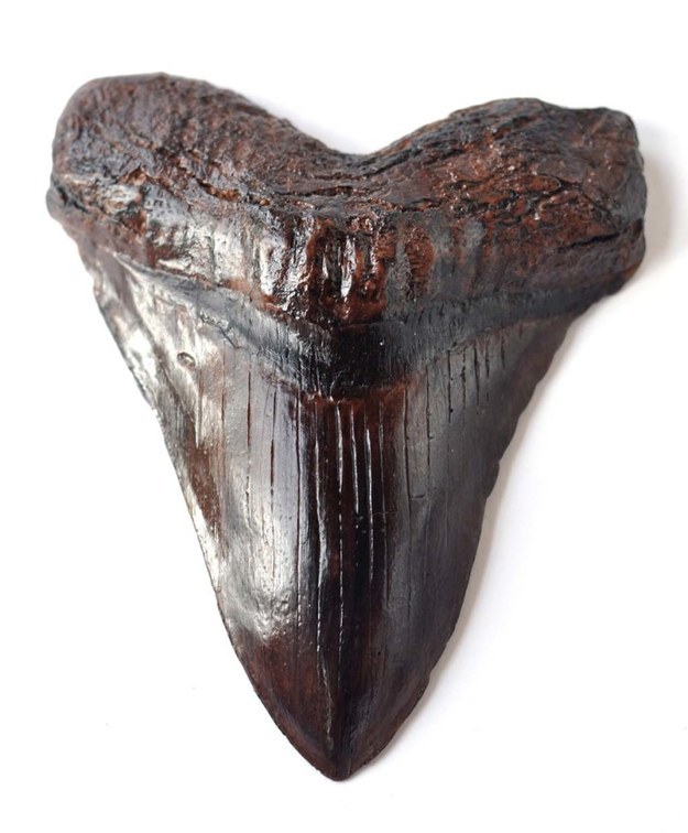 Этот гигантский шоколадный акулы зуб: