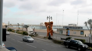 Cute and dry Teddy bear crossing!