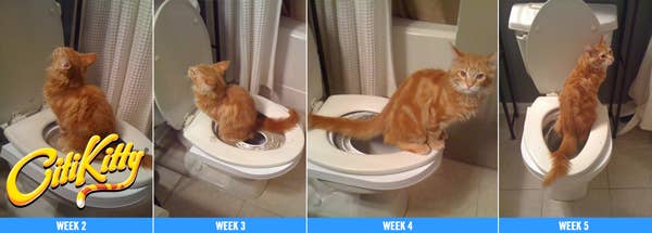 18 Gifts That Will Definitely Make Your Cat Love You More