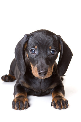 ¡Escogiste un Dachshund!