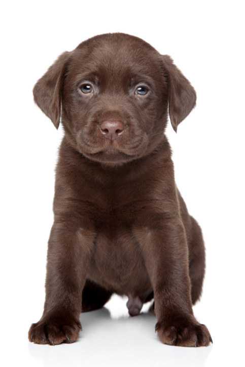 ¡Escogiste un Labrador!