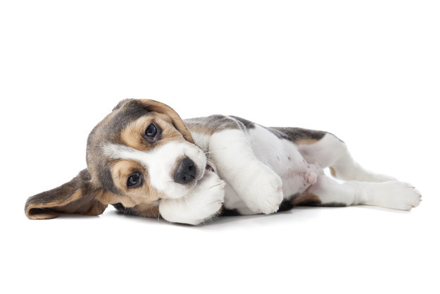¡Escogiste un Beagle!