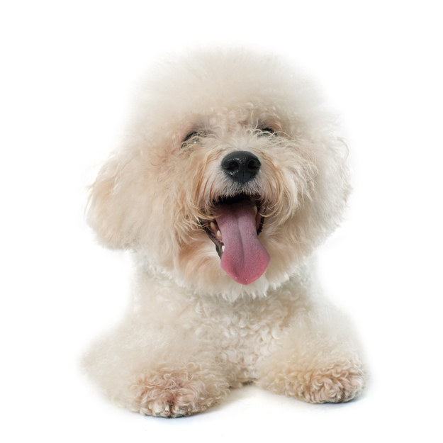 ¡Escogiste un Bichon Frisé!