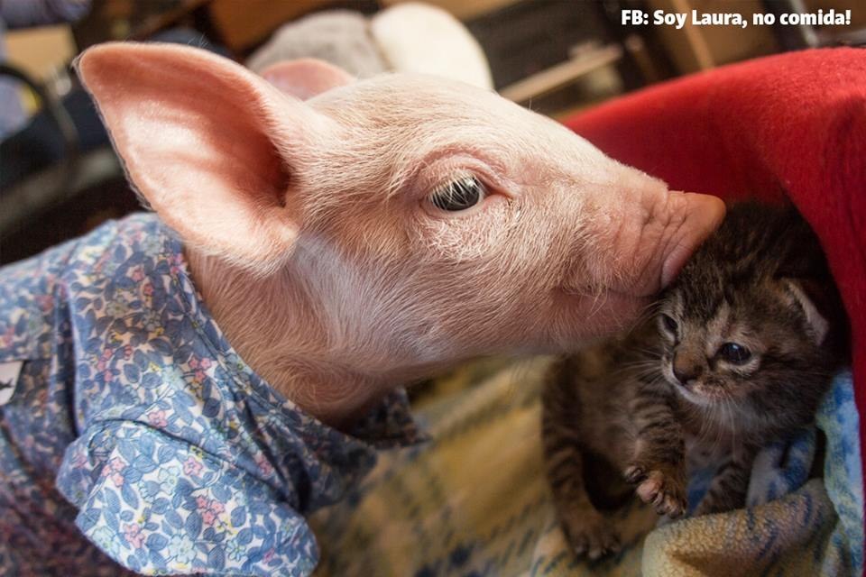 A Rescued Piglet And Kitten Are Best Friends And It's Totally Adorable