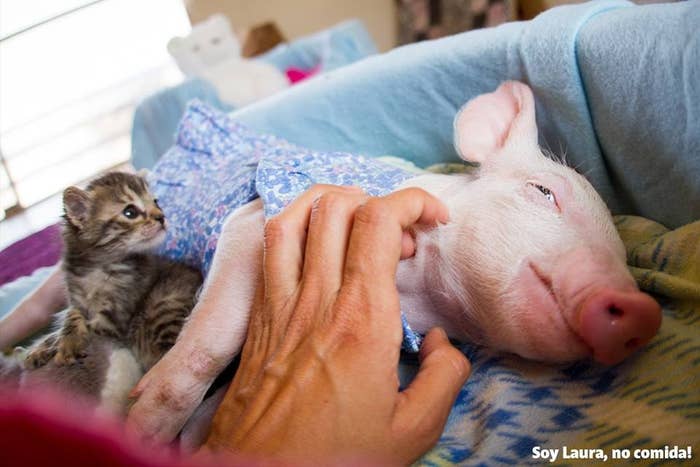 A Rescued Piglet And Kitten Are Best Friends And It's Totally Adorable
