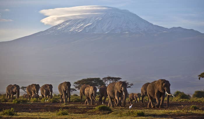 Elephants near Mount Kilimanjaro in Tanzania.
