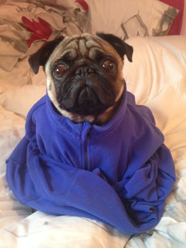 a pug in a fleece pullover