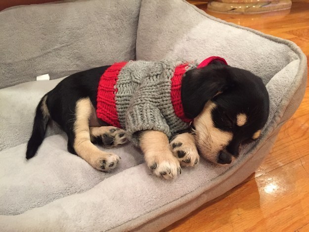 puppy in a sweater sleeping
