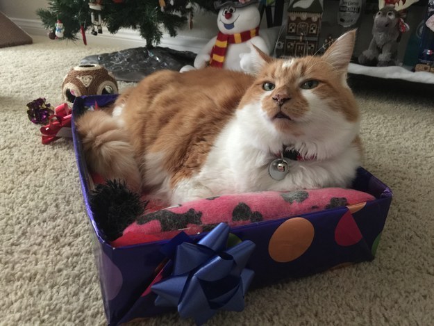 a cat snuggled up in a little bed