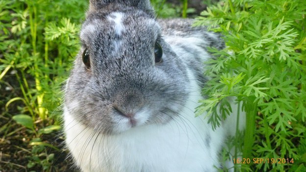 closeup of a bunny&#x27;s face