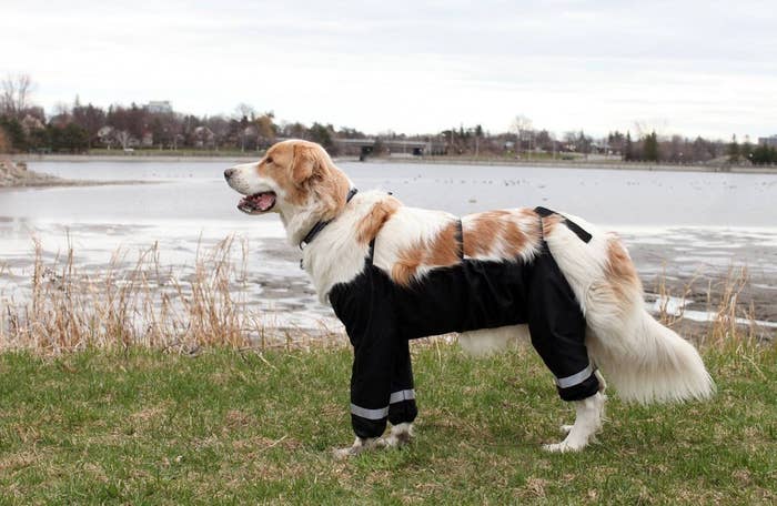 Everyone Calm Down Because Canada Has Solved The Dog Pants Question