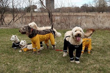 muddy mutts dog pants