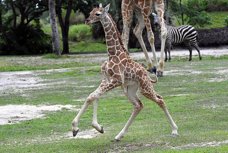 Wesley the giraffe.