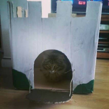 16 Badass Cat Forts
