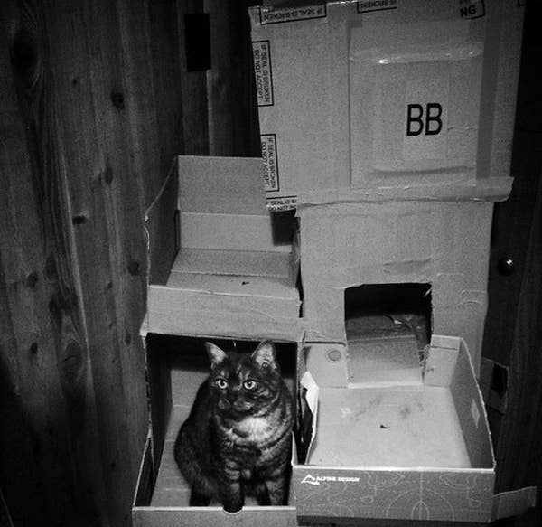 16 Badass Cat Forts