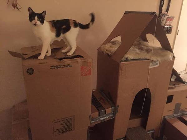 16 Badass Cat Forts
