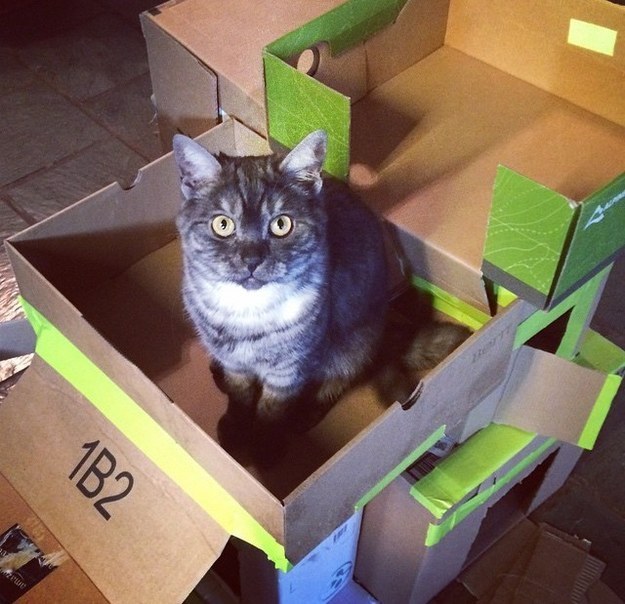 16 Badass Cat Forts