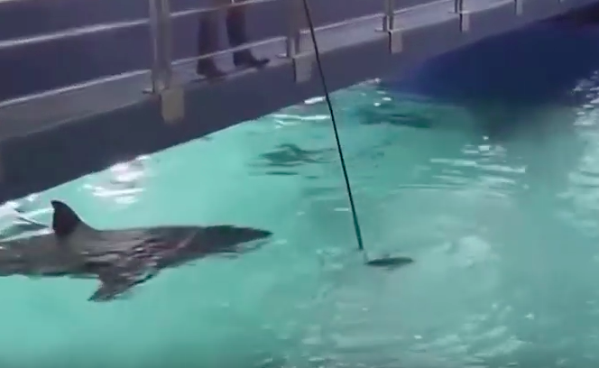 Great White Shark Dies After Just 3 Days In Captivity At Japan Aquarium :  The Two-Way : NPR