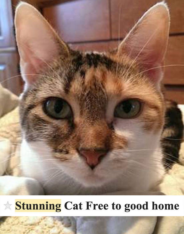 17 Cats On Craigslist That Will Make You Go Me 3072