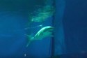 Great White Shark Dies After Just 3 Days In Captivity At Japan Aquarium :  The Two-Way : NPR