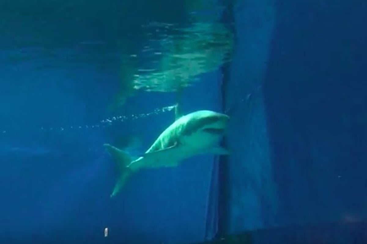 great white shark in aquarium
