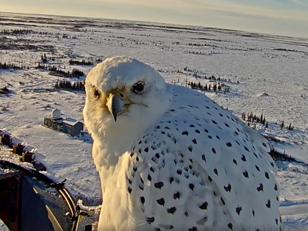 A "gyrfalcon" sounds like a made-up magical creature from the Harry Potter universe. But in addition to being real, one has been amusing fans of a webcam set up to capture the northern lights in Churchill, Manitoba.