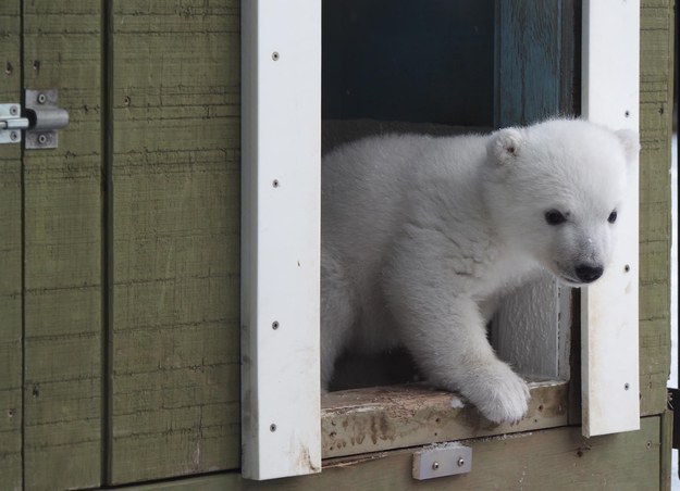 The Toronto Zoo's polar bear cub is now 3 months old and ready to discover the joys of frolicking in the snow.