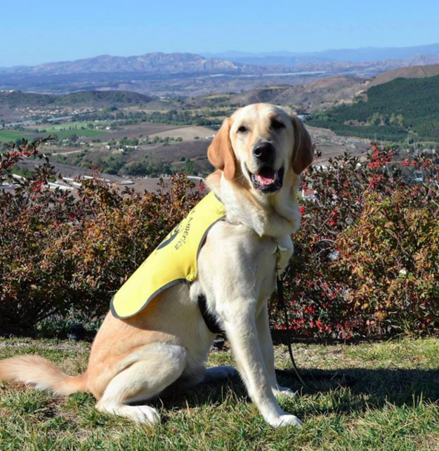 According to Ace's owner, the pup is a training to be a service dog, and is about to go to guide dog college.