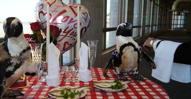 "We've seen our share of penguin heartbreak, infidelity and sometimes joyful reunion here in our colony. " He said. "Kohl and Zelda, however, are spending their 22nd Valentine's Day together. They are Audubon's sweethearts."
