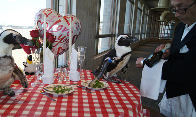 Two African blackfooted penguins spent the weekend celebrating their 22nd Valentine's day together.