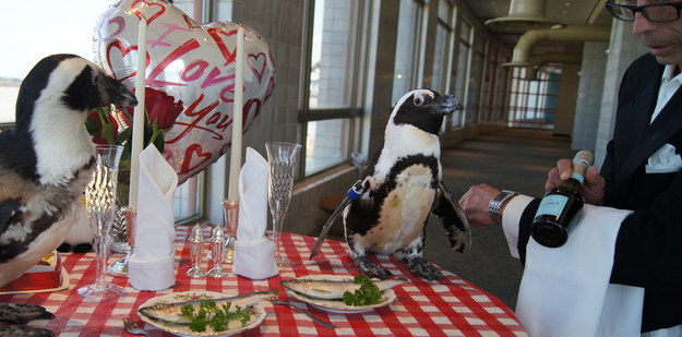 In a statement, senior Aviculturist Tom Dyer explained that whilst most penguins mate for life, not all love stories are as happy as Kohl and Zelda's.