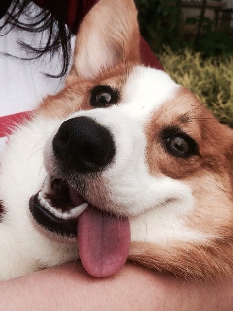 When you're having a hard time finding a reason to smile, all you gotta do is look at a corgi.