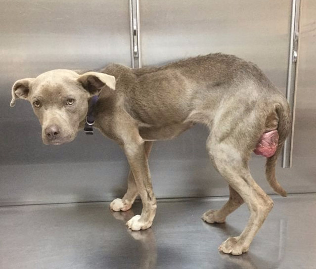 The clinic's Facebook page states that she was emaciated, starved, dehydrated, hypothermic, anemic, and had a vaginal prolapse. The dog was dubbed "Graycie," and Mathis thought he would have to euthanize her.