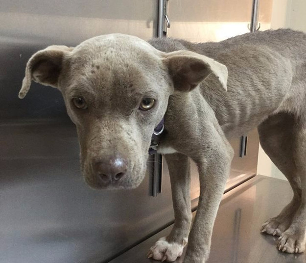 On Jan. 29, Mathis got a call from someone who had found a stray dog on a road. The caller brought her in, and the vet discovered that the stray was a female pit bull who was in really bad shape.