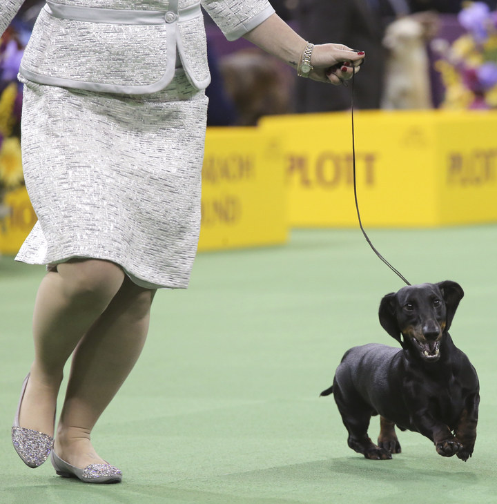 Smooth-haired dachshund