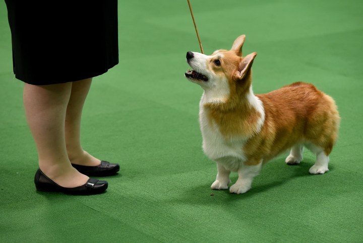 Pembroke Welsh Corgi