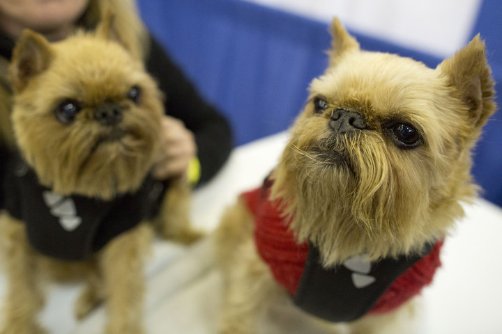 Brussels griffon