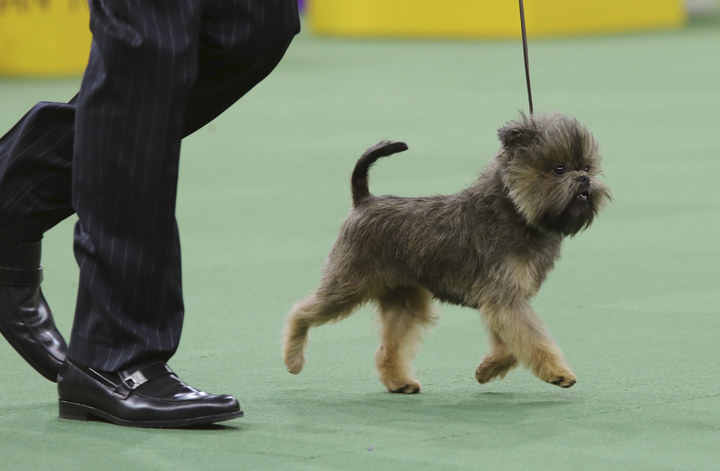 Affenpinscher